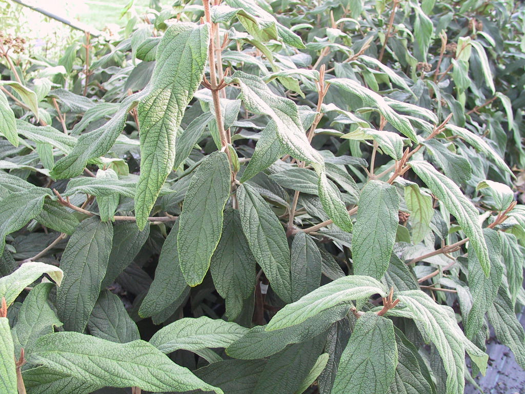 Viburnum rhytidophyllum 04.jpg